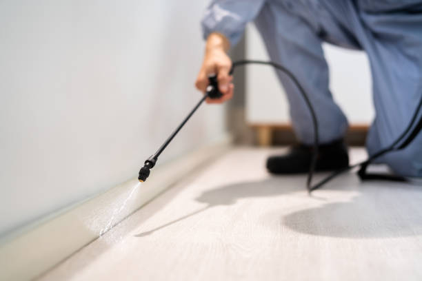Licensed Termite Control service in Point Pleasant, NJ - Nex Pest Control